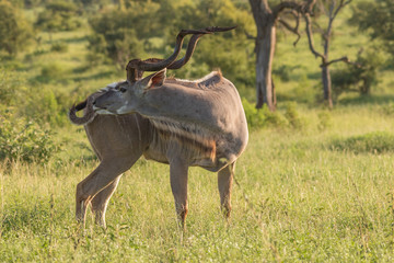A kudu bull preening in the early morning light in the Kruger National Park in South Africa image in horizontal format