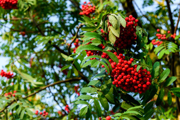 Rowan branches with ripe fruits
