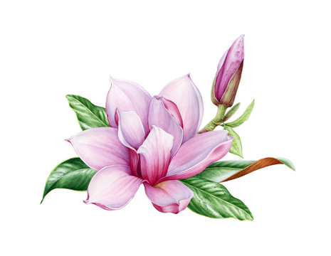 Pink magnolia flower with green leaves watercolor image. Blooming spring tree close up hand drawn illustration. Magnolia blossom element with bud and leaf isolated on white background.