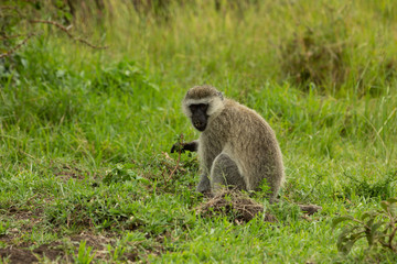 vervet monkey on the savannah