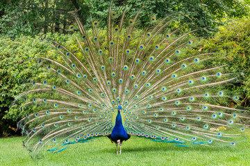 A Beautiful Male Peacock with Expanded Feathers in the Nature 