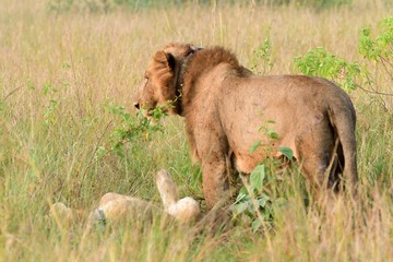 Obraz premium Lion, Queen Elizabeth National Park, Uganda