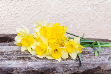 Closeup  of Yellow Narcissus Flowers