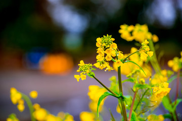 Obraz premium 糸口山の菜の花