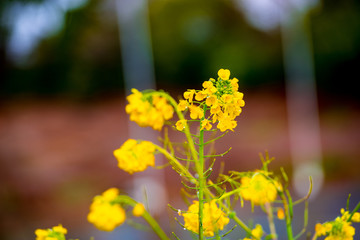 糸口山の菜の花