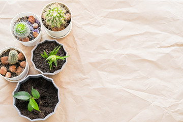 Various green plants succulents cacti in pots on a background of craft paper with folds. Home gardening flower care.