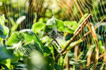 The spider web (cobweb) with dew.