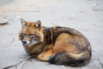 Golden Jackal. They are small in size. In appearance, the Jackal is very similar to the gray wolf. It is also called the reed wolf.