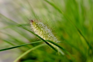 closeup of green ornamental grass, soft focus