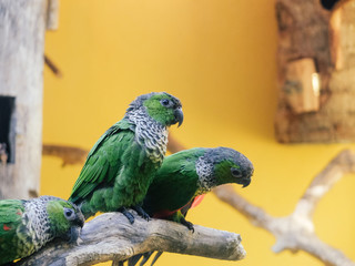 Obraz premium selective focus of beautiful bird background