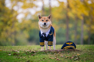 Shiba Inu wearing pilot costume