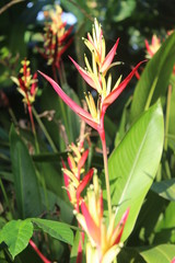 Costus is a group of perennial herbaceous plants