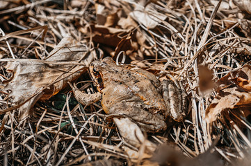 brown toad sits on gray brown dry grass, camouflage animal in the wild