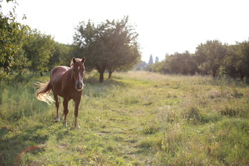 horse on pasture