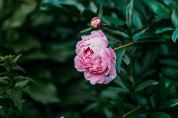 juicy pink blooming peony bud against a background of beautiful green greenery, image of a full blooming garden in summer