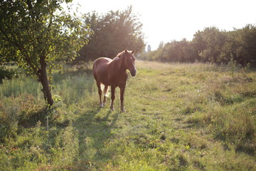 horse on a pasture