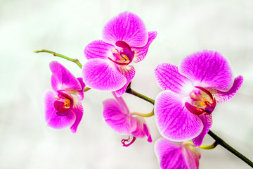 Fototapeta na wymiar The branch of purple orchids on white fabric background