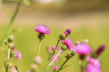 Fototapeta premium Purple thistle flowers on a summer meadow close-up. Retro style toned
