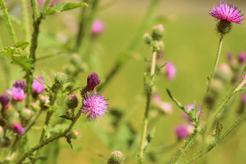 Purple thistle flowers on a summer meadow close-up. Retro style toned