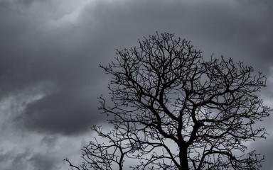Fototapeta na wymiar Silhouette dead tree and branch on grey sky background. Black branches of tree. Nature texture background. Art background for sad, death, lament, hopeless, and despair. Halloween day background.