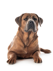 cane corso in studio