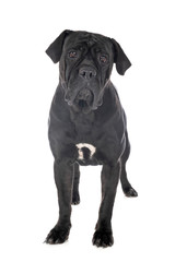 cane corso in studio