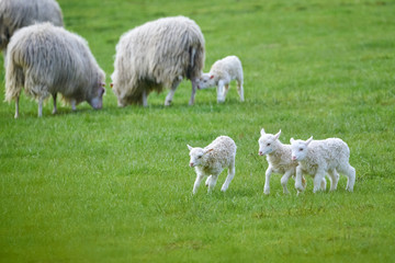 Young Lambs running on green grass,near sheeps  (Ovis aries)