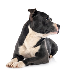 staffordshire bull terrier