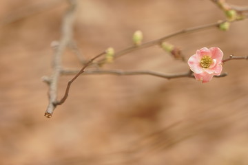 ボケの花
