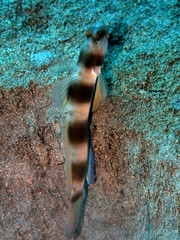 The amazing and mysterious underwater world of Indonesia, North Sulawesi, Manado, goatfish