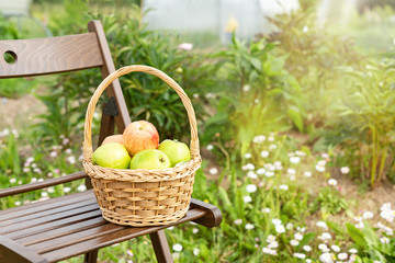 Wicker basket with green and red apples on wooden garden chair. Harvest time. Organic food. Sun flare
