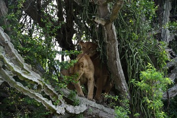 Naklejka na ściany i meble Lion, Queen Elizabeth National Park, Uganda