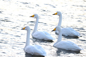 同じ方向を向く白鳥