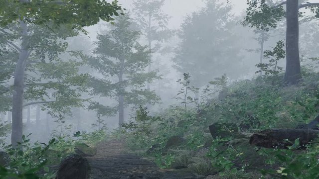 雨の日に森の小径の上を飛ぶ