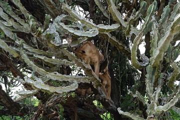 Lion, Queen Elizabeth National Park, Uganda