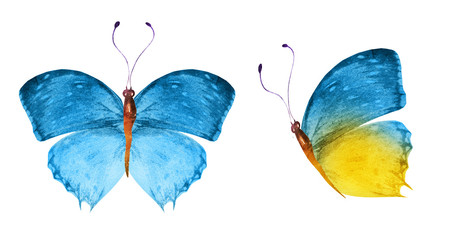 Two watercolor butterflies , isolated on white background