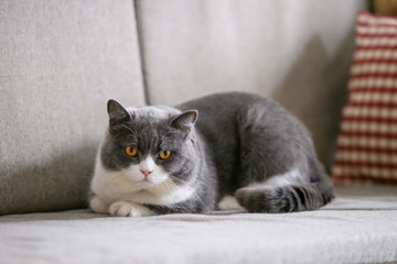 Fototapeta na wymiar British shorthair cat lying on the sofa