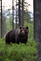 brown bear (ursus arctos) in forest