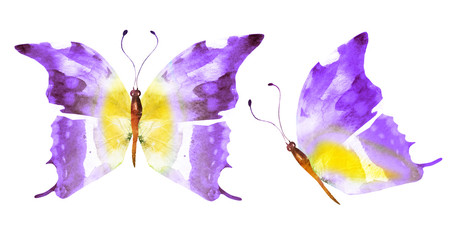 Fototapeta na wymiar Two watercolor butterflies , isolated on white background