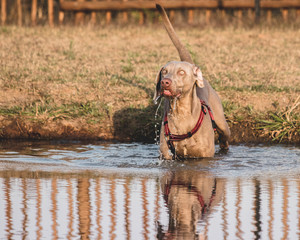 Dog Wading In Lake