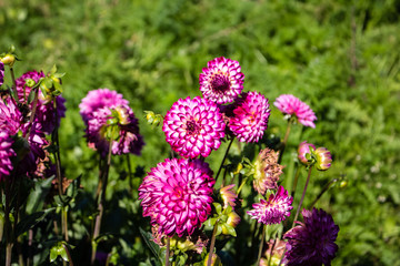 Lilac with white dahlia flower close-up.  Flowers grow in the garden in the open.