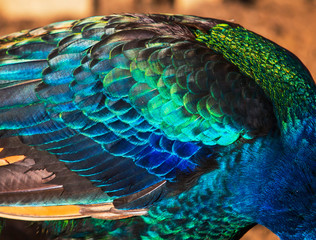 Detail of colorful peacock feathers