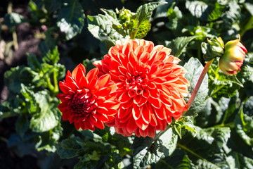 Red dahlia flowers close-up.  Flowers grow in the garden in the open.