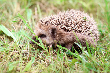 Cute little hedgehog runs on the green grass in summer.