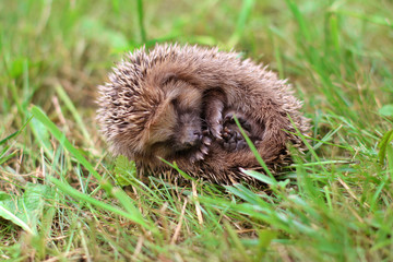 the hedgehog curled up in a ball on the grass