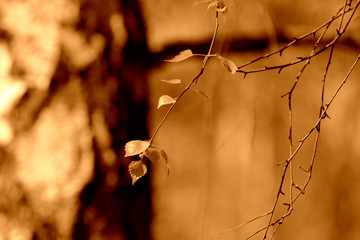 Young birch leaves lit by the sun on a spring day. Natural background brown color toned
