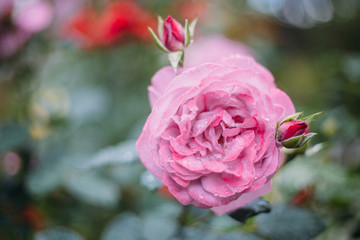 pink roses in the garden after rain in the morning