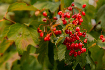 Ripe viburnum grows in the garden. Fresh red fruits on a branch. Organic vegetable growing.
