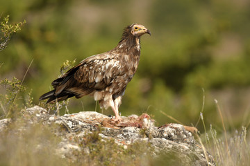alimoche