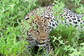 Fototapeta na wymiar Leopard, Queen Elizabeth National Park, Uganda